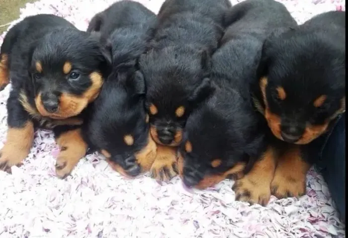 Rottweiler Um novo melhor amigo esperando só por você