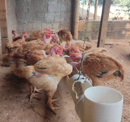 Franguinhos caipira