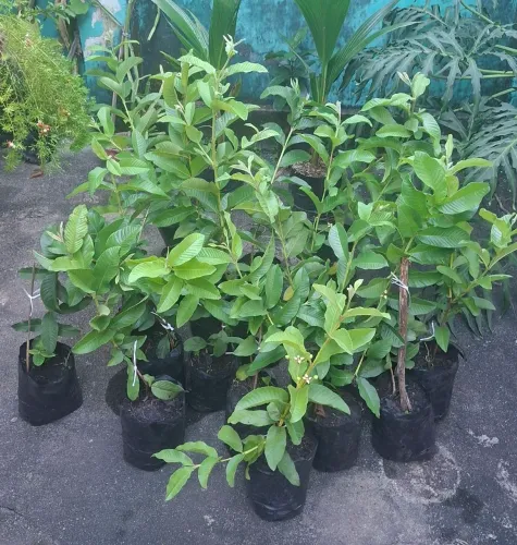 VENDO MUDAS DE GOIABA PALUMA PRODUZINDO