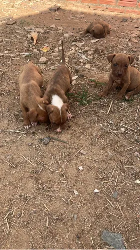 Filhotes pitbulls 