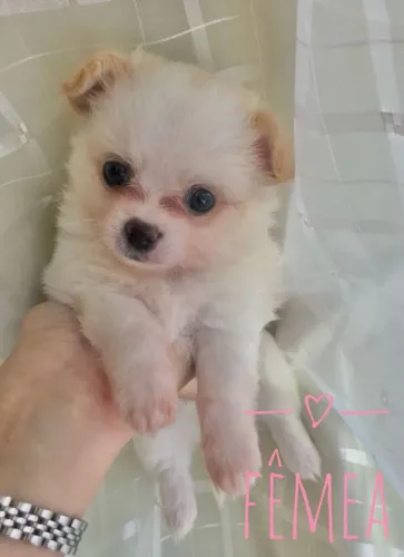 Filhotinhos de Chihuahua Pelo Longo - Amor em Forma de Patinhas