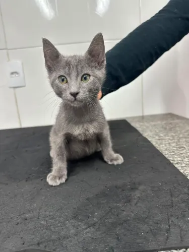 Gatinho chumbo filhote