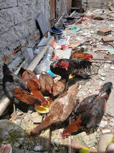 Galos e galinhas ?