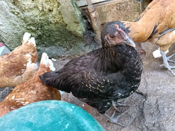Frango e franga poedeira