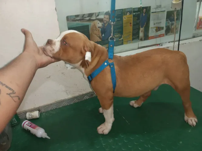 ultima femea disponivel de exotico bully cor fulvo