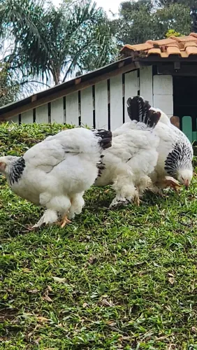 Vendo galo e galinha da raça brama