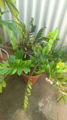 Dois jarros com plantas zamiocuca