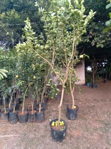 Mudas nativas com 3 a 4 metros 