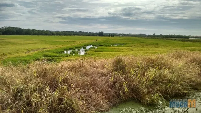 Terreno à Venda no bairro Mato Grande com 75000m²