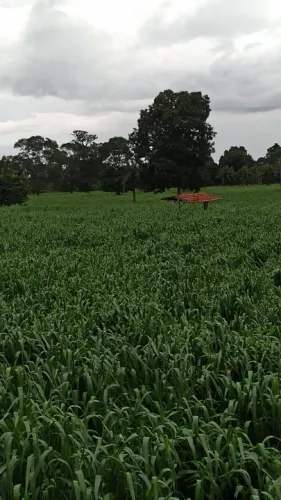 Fazenda 1.250 hect em Cáceres MT. Tem rio no fundo, 20 alq com pivô, 28 milhões. 