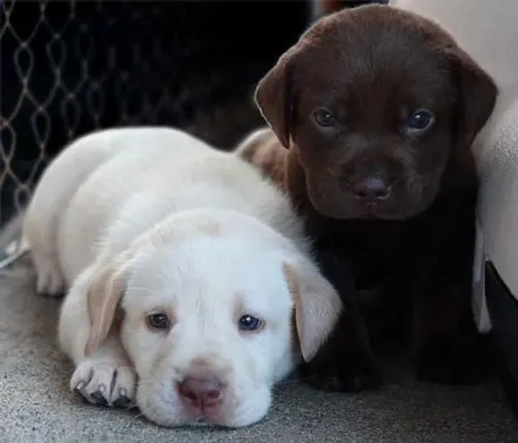 filhotes de labrador uma dupla de amor carinho e felicidade
