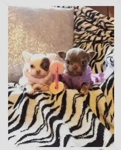 Chihuahua Fêmea Chocolate: Carinho Que Cabe na Mão!