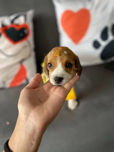 Filhote Beagle, A Felicidade em Forma de Pelúcia Está Aqui!