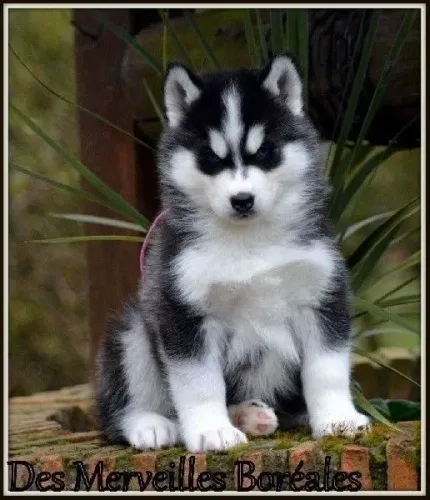 Filhote de Husky Siberiano raça inteligente para família ativa