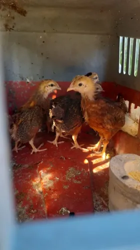 EMBRAPA 051 - 40 DIAS 