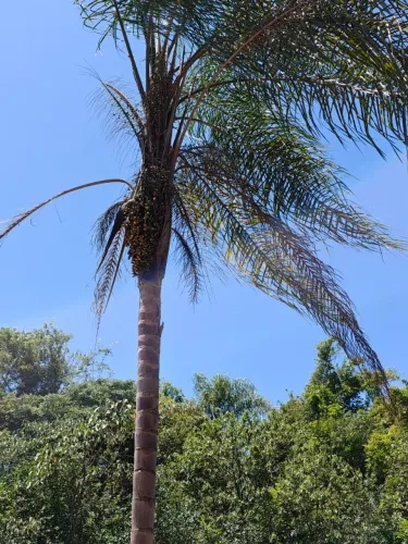 Sitio um alqueire e meio ouro fino 220 mil CR 40087