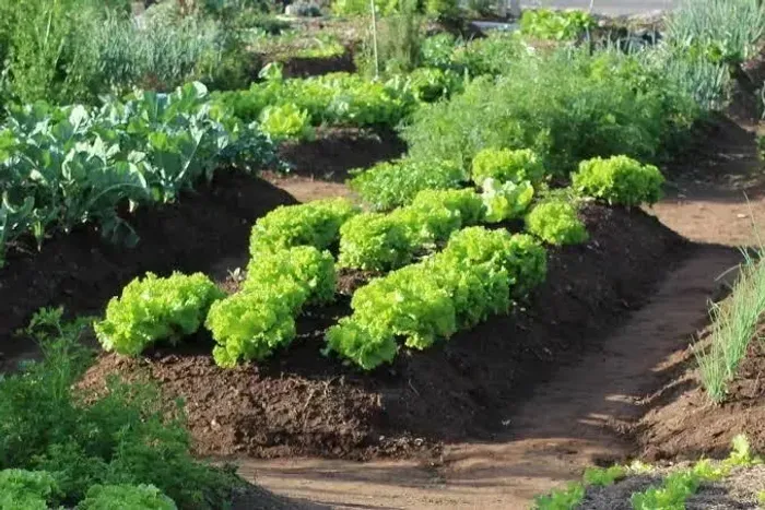 Humus De Minhoca Adubo Orgânico 5 KILOS