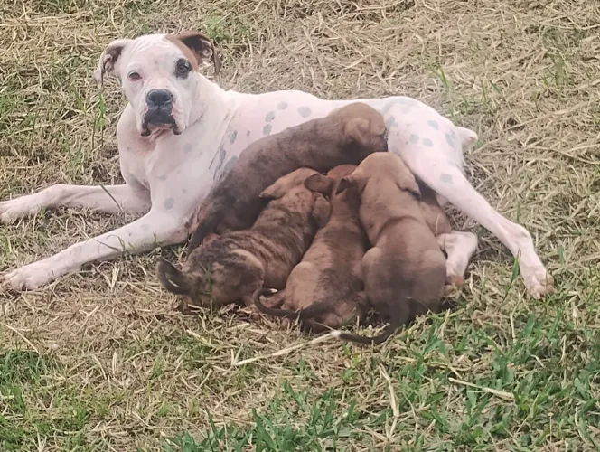 Doa se filhotes de boxer misturados 