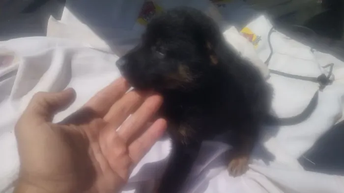 Vende filhotes pastor capa preta puros
