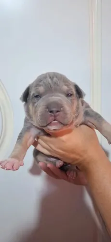 Pit Monster