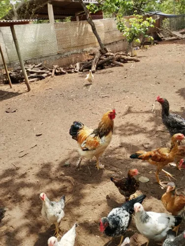 Vende se frangos bhama