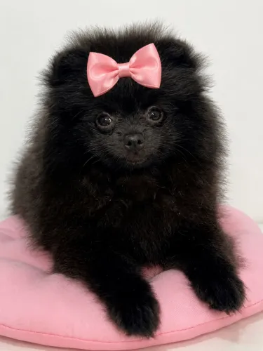 Lulu da Pomerânia fêmea Black perfeita 
