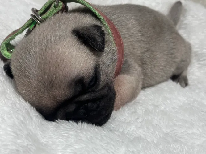Filhote Pug macho abricó
