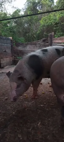 Vende-se porco piau 17 reais o kg
