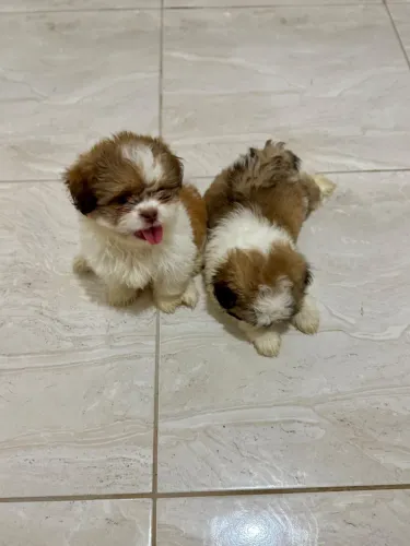 FILHOTES DE SHIH-TZU À VENDA! 