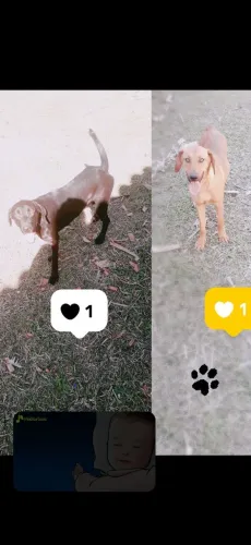 Doa-se dois cachorros da raça Americanos Foxhound urrador e caçador