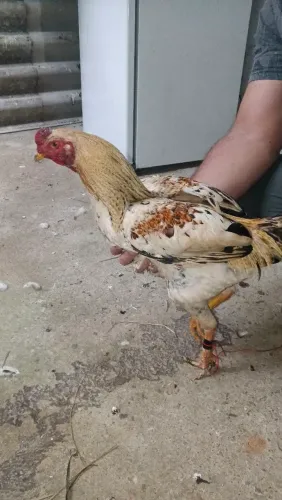 Galo Índio Pedrês