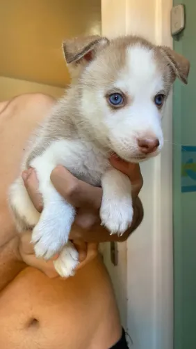 Filhote de Husky Siberiano Macho