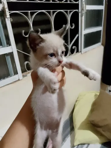 Gatinhos filhotes para adoção
