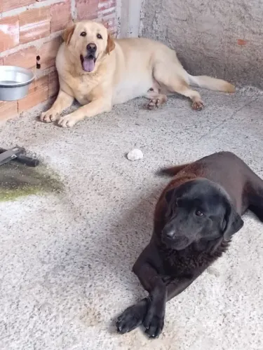 Doação de casal de cachorros