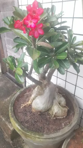 Rosa do deserto plantada amais de 6 anos