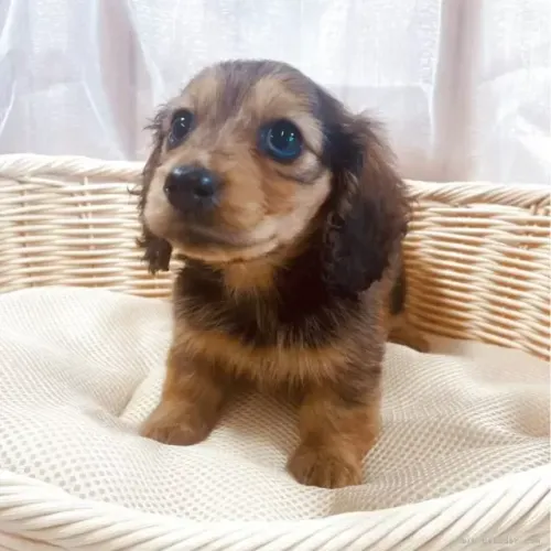 Cachorro filhote dachshund/teckel/basset/salsicha/cofap dócil