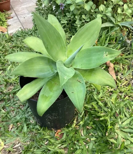 Agave dragão