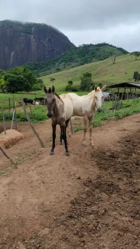 VENDO DOIS CAVALOS 