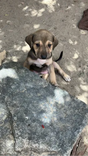 Cachorrinhos para adoção