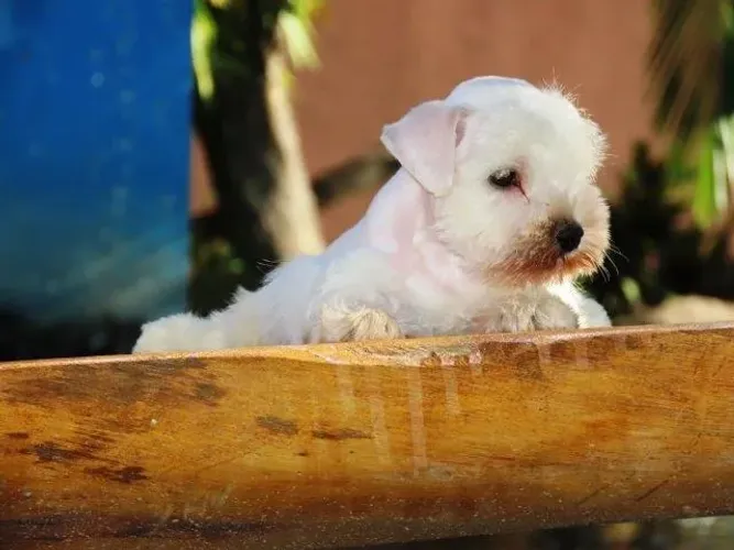 Schnauzer Miniatura BRANCO MACHO chip 3702 Tajj Mahall lindíssimo Curitiba Vacina importad
