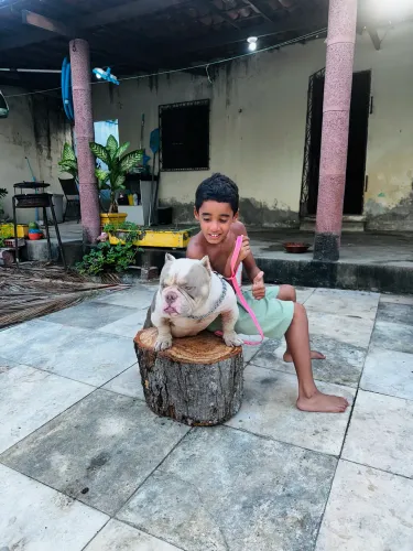 American Bully