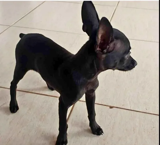 Filhote de picher macho ,4 meses 