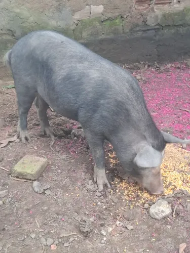 Porco