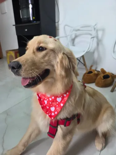 Golden Retriever Filhote 8 meses