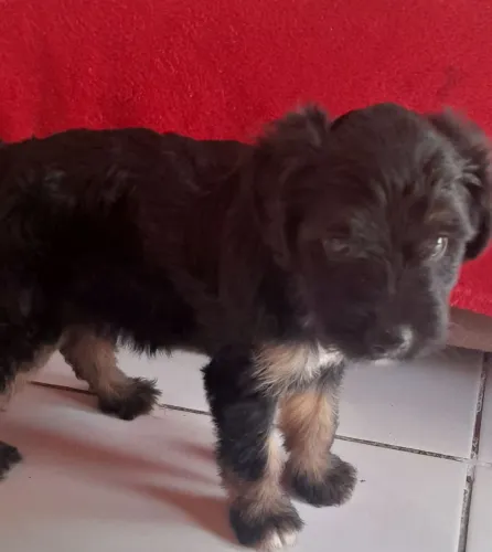 Cachorro mistura poodle 