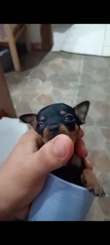 Pincher zero Mini