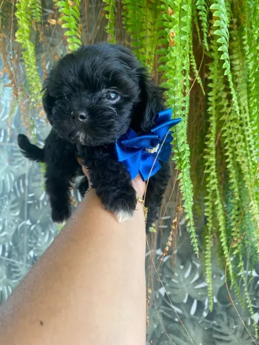 Filhote de lhasa apso