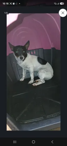 Pinscher tricolor lindo e carinhoso