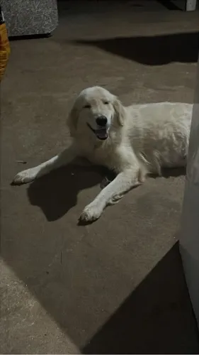 Golden retriver com vira lata doação 