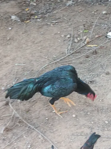 3 Galo de raça 2 franga